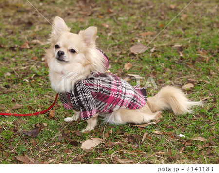 お座りするチワワ お座りするチワワ 2141183