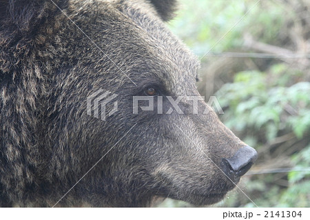 アメリカグマ 2141304