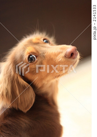 見返り美人？ 2141533