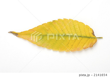 黄葉したケヤキの葉 2141654