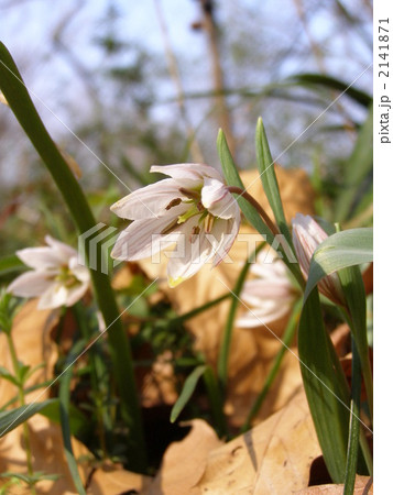 アマナ アマナ 2141871