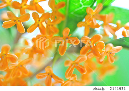 キンモクセイの花のアップ 2141931