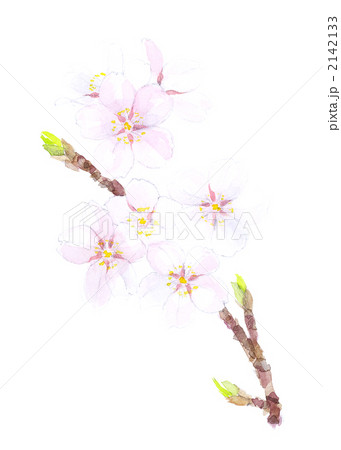 桜 2142133