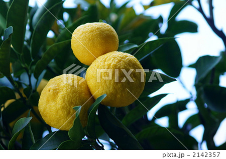 でこぼこ柚子 でこぼこ柚子 2142357