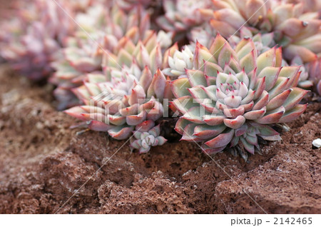 エケベリア 2142465
