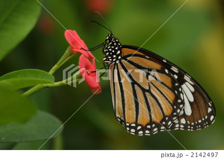 スジグロカバマダラ 2142497