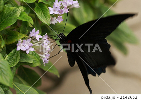 吸蜜するナガサキアゲハのオス 吸蜜するナガサキアゲハのオス 2142652