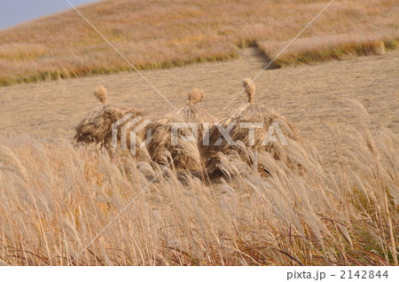 秋の草原のこずみ 2142844