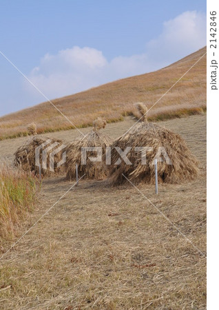 秋の草原のこずみ 2142846