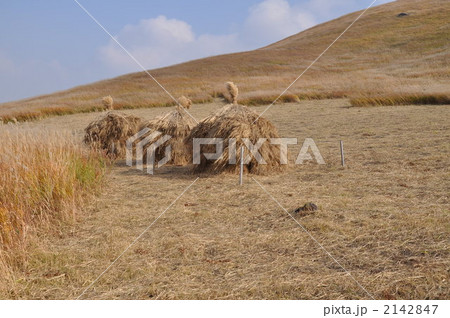 秋の草原のこずみ 2142847