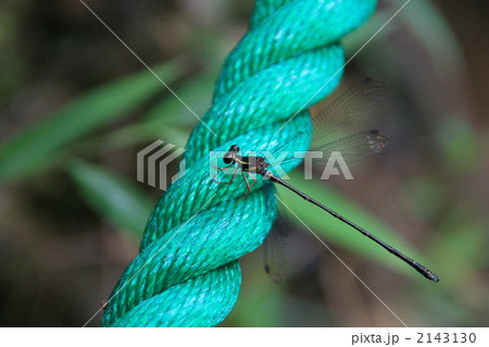 ヤンバルトゲオトンボ ヤンバルトゲオトンボ 2143130