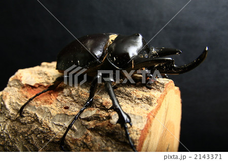 アクティオンゾウカブトの写真素材 [2143371] - PIXTA