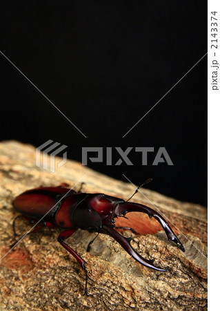 ミラビリスノコギリクワガタ 2143374