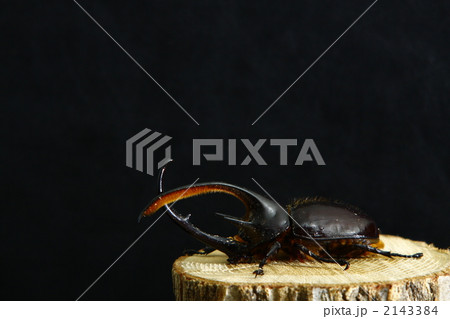 サタンオオカブト 2143384