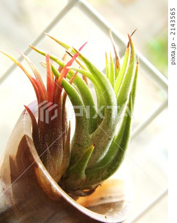 チランジア 2143565