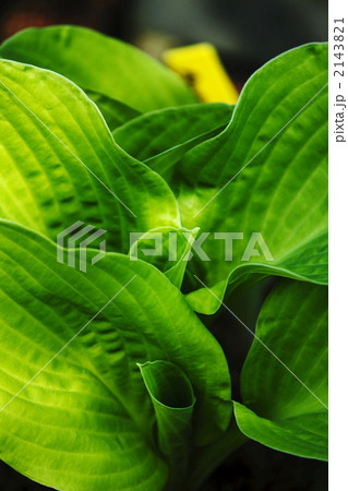 ホスタ 2143821