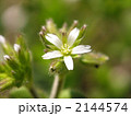 ミミナグサ 2144574