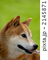 柴犬 2145871