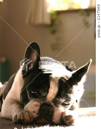 愛犬ビンゴ 2147069