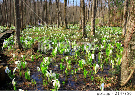 刺巻湿原の水芭蕉 2147350