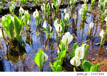 刺巻湿原の水芭蕉 刺巻湿原の水芭蕉 2147364