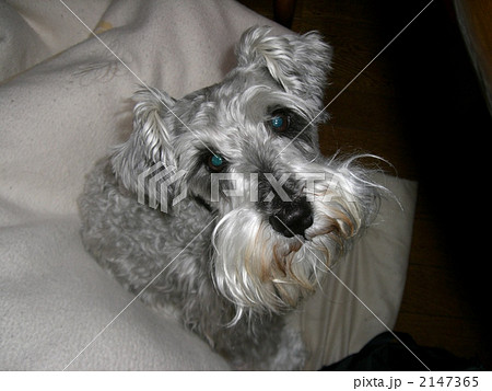 ミニチュアシュナウザー ミニチュアシュナウザー 2147365