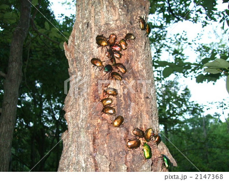樹液酒場に集まるカナブン達 2147368