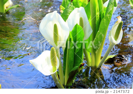 刺巻湿原の水芭蕉 2147372