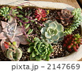 多肉　寄せ植え 2147669