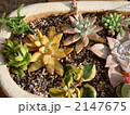 多肉　寄せ植え 2147675