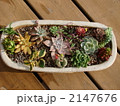 多肉　寄せ植え 2147676