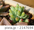 多肉　早乙女 2147694