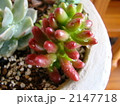 多肉植物 2147718