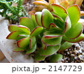 多肉　観葉 2147729