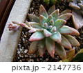 多肉　観葉 2147736