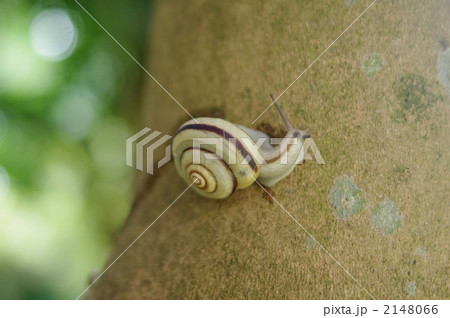 カタツムリ 2148066