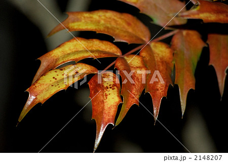 晩秋のヒイラギナンテン 晩秋のヒイラギナンテン 2148207