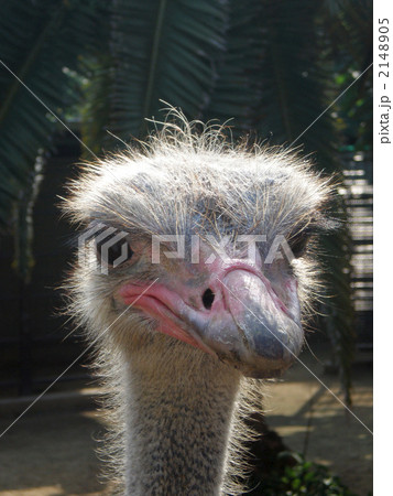 ダチョウの顔 2148905