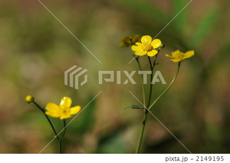 雑木林の黄色い光沢花 ~ウマノアシガタ~ 雑木林の黄色い光沢花 ~ウマノアシガタ~ 2149195