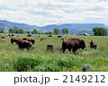 バイソンの群れ 2149212