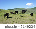 放牧されている牛達 2149224
