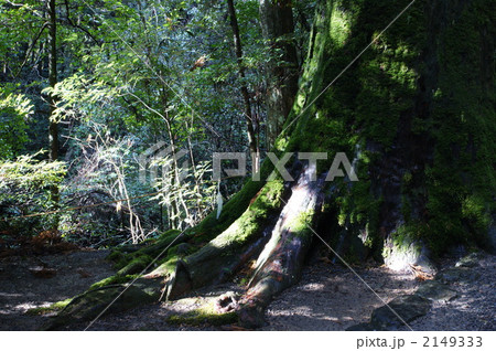 瀧原宮の古代杉 2149333