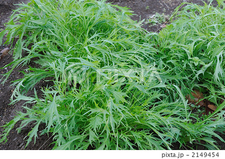 水菜 2149454