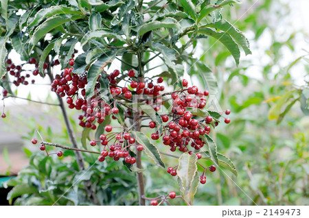 万両の実 2149473