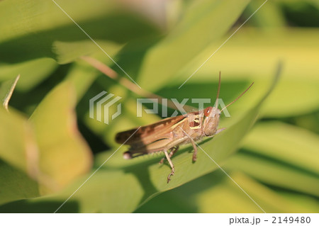 こちらを見るトノサマバッタ こちらを見るトノサマバッタ 2149480