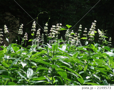 07月　ヤブミョウガ・ツユクサ科08 2149573