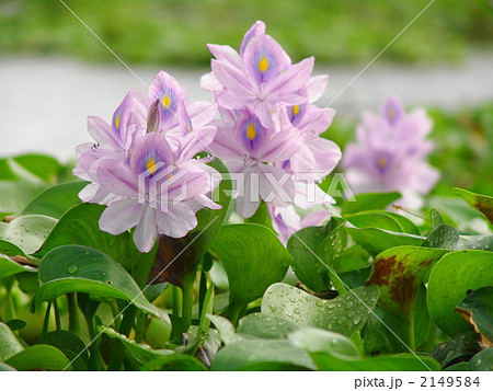 08月　ホテイアオイ・ミズアオイ科06 2149584