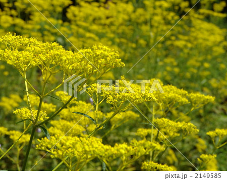 9月　オミナエシ・オミナエシ科21 2149585