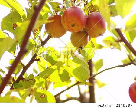 10月　ヒメリンゴ・バラ科07 2149597