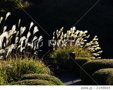 11月 ススキ(オバナ)・イネ科10 11月 ススキ(オバナ)・イネ科10 2149604